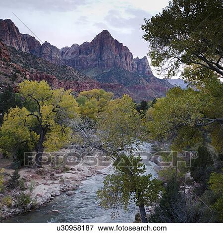 Stock Photo - River flowing through a forest, Zion National Park, Utah, USA. Fotosearch
