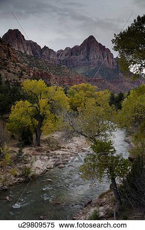 Stock Photography - River flowing through a forest, Zion National Park, Utah, USA. Fotosearch