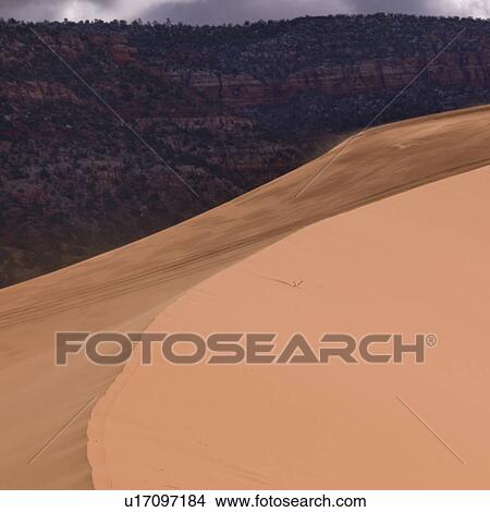 Sand dunes in a desert, Coral Pink Sand Dunes State Park, Utah, USA View Large Photo Image Picture - Sand dunes in a desert, Coral Pink Sand Dunes State Park, Utah, USA. Fotosearch