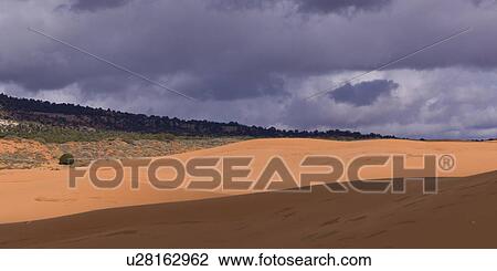 Sand dunes in a desert, Coral Pink Sand Dunes State Park, Utah, USA View Large Photo Image Stock Image - Sand dunes in a desert, Coral Pink Sand Dunes State Park, Utah, USA. Fotosearch