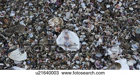 Stock Image - Shells on the beach, Sayulita, Nayarit, Mexico. Fotosearch