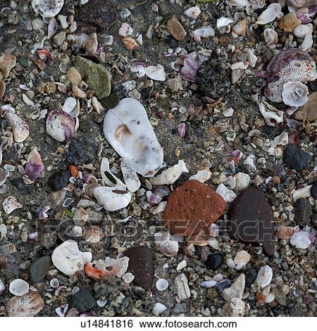 Stock Photograph - Shells on the beach, Sayulita, Nayarit, Mexico. Fotosearch