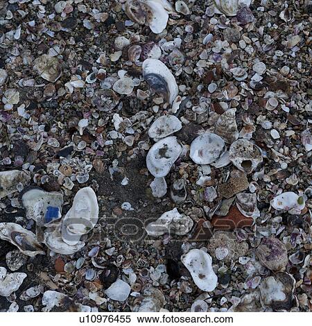 Stock Photography - Shells on the beach, Sayulita, Nayarit, Mexico. Fotosearch