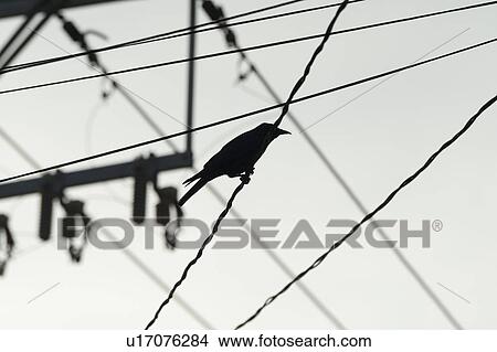 Silhouette of a bird perching on a wire, Sayulita, Nayarit, Mexico View Large Photo Image Picture - Silhouette of a bird perching on a wire, Sayulita, Nayarit, Mexico. Fotosearch