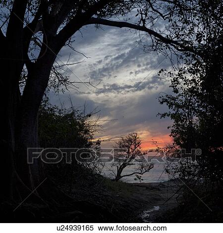 Stock Photography - Silhouette of trees on the coast at sunset, Sayulita, Nayarit, Mexico. Fotosearch