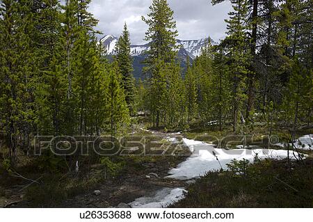 Stock Photo - Snow covered trails in a forest, Bald Hills Trail, Jasper National Park, Alberta, Canada. Fotosearch