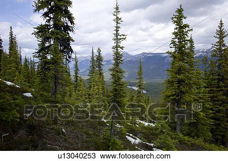 Snow covered trails in a forest with mountains in the background, Bald Hills Trail, Jasper National Park, Alberta, Canada View Large Photo Image Stock Image - Snow covered trails in a forest with mountains in the background, Bald Hills Trail, Jasper National Park, Alberta, Canada. Fotosearch