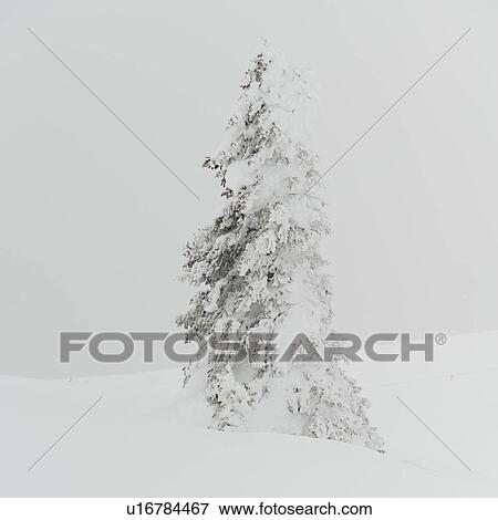 Snow covered tree, Whistler, British Columbia, Canada View Large Photo Image Stock Photo - Snow covered tree, Whistler, British Columbia, Canada. Fotosearch
