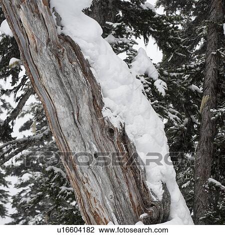 Snow covered trees in a forest, Symphony Amphitheatre, Whistler, British Columbia, Canada View Large Photo Image Stock Image - Snow covered trees in a forest, Symphony Amphitheatre, Whistler, British Columbia, Canada. Fotosearch
