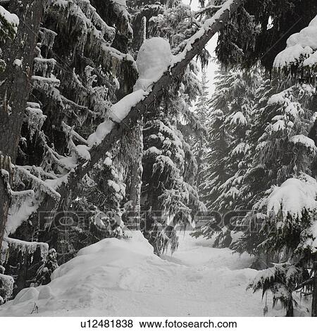 Snow covered trees in a forest, Whistler, British Columbia, Canada View Large Photo Image Stock Photo - Snow covered trees in a forest, Whistler, British Columbia, Canada. Fotosearch