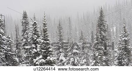 Snow covered trees, Symphony Amphitheatre, Whistler, British Columbia, Canada View Large Photo Image Picture - Snow covered trees, Symphony Amphitheatre, Whistler, British Columbia, Canada. Fotosearch