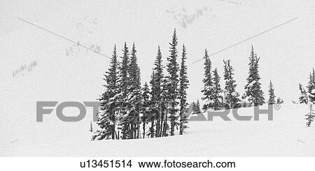 Snow covered trees, Symphony Amphitheatre, Whistler, British Columbia, Canada View Large Photo Image Picture - Snow covered trees, Symphony Amphitheatre, Whistler, British Columbia, Canada. Fotosearch