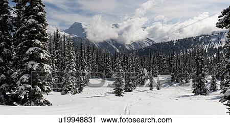 Stock Image - Snow covered trees, Symphony Amphitheatre, Whistler, British Columbia, Canada. Fotosearch
