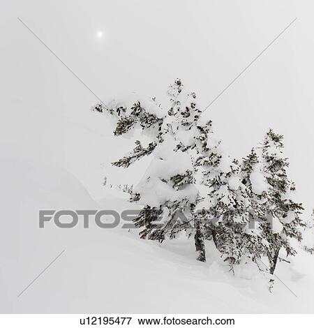 Snow covered trees, Symphony Amphitheatre, Whistler, British Columbia, Canada View Large Photo Image Stock Photo - Snow covered trees, Symphony Amphitheatre, Whistler, British Columbia, Canada. Fotosearch