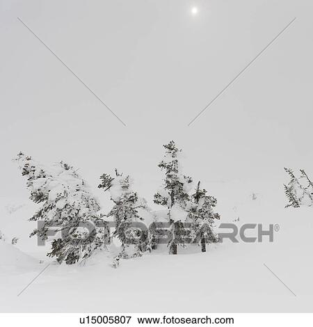 Stock Photo - Snow covered trees, Symphony Amphitheatre, Whistler, British Columbia, Canada. Fotosearch