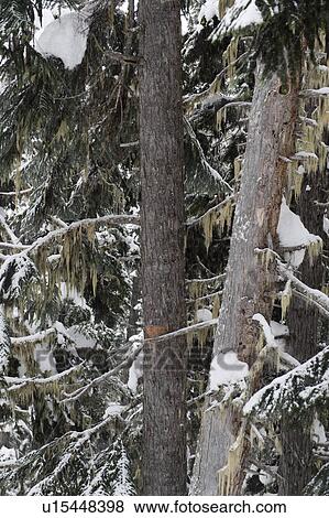 Stock Photo - Snow covered trees, Symphony Amphitheatre, Whistler, British Columbia, Canada. Fotosearch