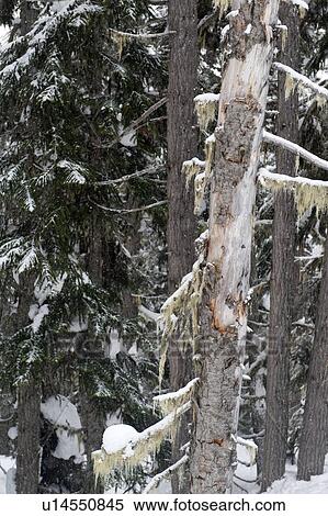 Stock Photography - Snow covered trees, Symphony Amphitheatre, Whistler, British Columbia, Canada. Fotosearch