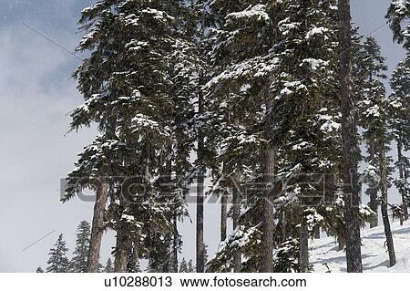 Stock Image - Snow covered trees, Whistler, British Columbia, Canada. Fotosearch