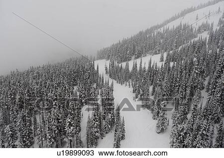Stock Image - Snow covered trees, Whistler, British Columbia, Canada. Fotosearch
