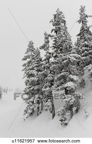 Snow covered trees, Whistler, British Columbia, Canada View Large Photo Image Stock Photo - Snow covered trees, Whistler, British Columbia, Canada. Fotosearch