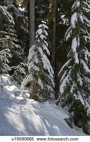 Snow covered trees, Whistler, British Columbia, Canada View Large Photo Image Stock Photography - Snow covered trees, Whistler, British Columbia, Canada. Fotosearch