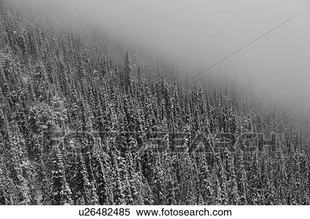 Snow covered trees, Whistler, British Columbia, Canada View Large Photo Image Stock Photography - Snow covered trees, Whistler, British Columbia, Canada. Fotosearch