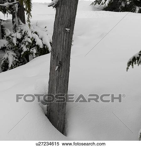 Snow covered trees, Whistler, British Columbia, Canada View Large Photo Image Stock Photography - Snow covered trees, Whistler, British Columbia, Canada. Fotosearch