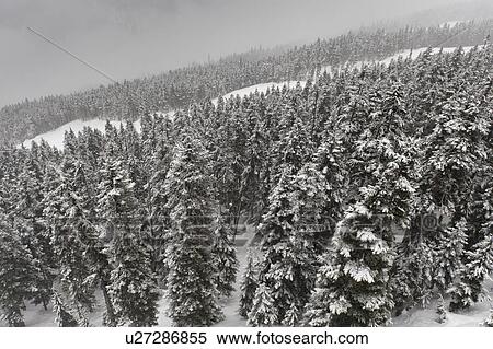Snow covered trees, Whistler, British Columbia, Canada View Large Photo Image Stock Photography - Snow covered trees, Whistler, British Columbia, Canada. Fotosearch
