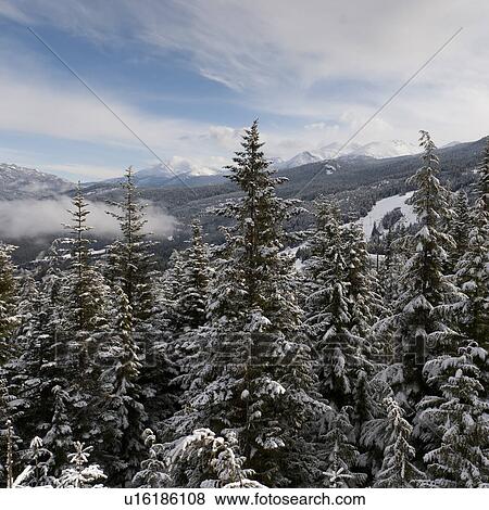 Snow covered trees with mountains in the background, Whistler, British Columbia, Canada View Large Photo Image Stock Photo - Snow covered trees with mountains in the background, Whistler, British Columbia, Canada. Fotosearch