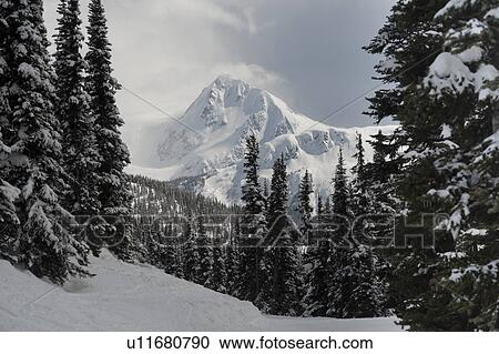 Snow covered trees with mountains, Whistler, British Columbia, Canada View Large Photo Image Stock Image - Snow covered trees with mountains, Whistler, British Columbia, Canada. Fotosearch
