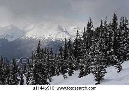Snow covered trees with mountains, Whistler, British Columbia, Canada View Large Photo Image Stock Photograph - Snow covered trees with mountains, Whistler, British Columbia, Canada. Fotosearch