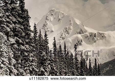 Stock Photography - Snow covered trees with mountains, Whistler, British Columbia, Canada. Fotosearch