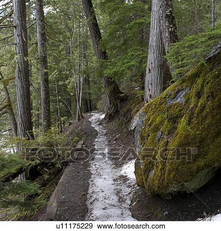 Stock Photo - Snow melting from a trail, Nairn Falls Provincial Park, Whistler, British Columbia, Canada. Fotosearch