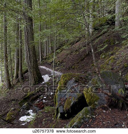 Stock Photo - Snow melting from a trail, Nairn Falls Provincial Park, Whistler, British Columbia, Canada. Fotosearch