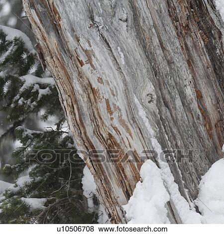 Stock Photo - Snow on a tree trunk, Symphony Amphitheatre, Whistler, British Columbia, Canada. Fotosearch
