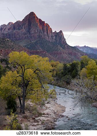 Stream flowing through a forest, Zion National Park, Utah, USA View Large Photo Image Stock Photo - Stream flowing through a forest, Zion National Park, Utah, USA. Fotosearch