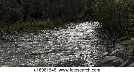 Stock Photograph - Stream flowing through forest, Jasper National Park, Alberta, Canada. Fotosearch