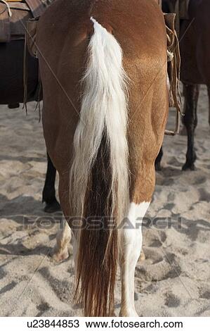 Tail of a horse, Sayulita, Nayarit, Mexico View Large Photo Image Stock Image - Tail of a horse, Sayulita, Nayarit, Mexico. Fotosearch