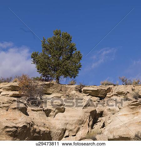 Tree on a cliff, Paria Canyon, Paria, Kane County, Utah, USA View Large Photo Image Stock Image - Tree on a cliff, Paria Canyon, Paria, Kane County, Utah, USA. Fotosearch