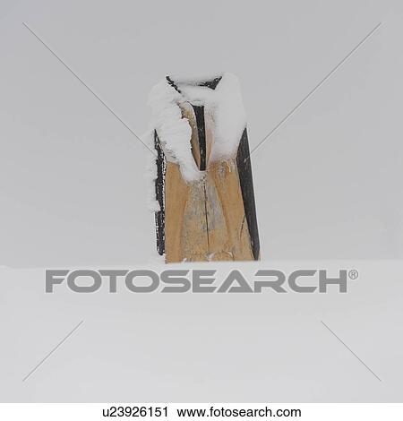 Stock Image - Tree stump in snow, Symphony Amphitheatre, Whistler, British Columbia, Canada. Fotosearch