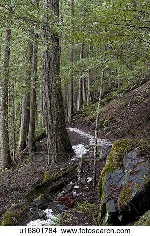 Trees along a trail in a forest, Nairn Falls Provincial Park, British Columbia, Canada View Large Photo Image Picture - Trees along a trail in a forest, Nairn Falls Provincial Park, British Columbia, Canada. Fotosearch