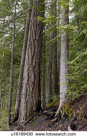 Trees along a trail in a forest, Nairn Falls Provincial Park, British Columbia, Canada View Large Photo Image Stock Image - Trees along a trail in a forest, Nairn Falls Provincial Park, British Columbia, Canada. Fotosearch