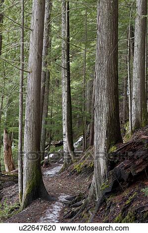 Trees along a trail in a forest, Nairn Falls Provincial Park, British Columbia, Canada View Large Photo Image Stock Image - Trees along a trail in a forest, Nairn Falls Provincial Park, British Columbia, Canada. Fotosearch