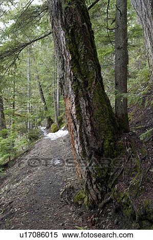 Trees along a trail in a forest, Nairn Falls Provincial Park, British Columbia, Canada View Large Photo Image Stock Photography - Trees along a trail in a forest, Nairn Falls Provincial Park, British Columbia, Canada. Fotosearch