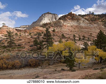 Trees in a desert, Zion National Park, Utah, USA View Large Photo Image Stock Image - Trees in a desert, Zion National Park, Utah, USA. Fotosearch