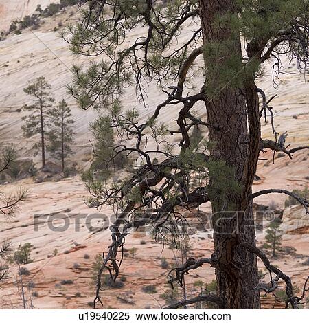 Stock Photography - Trees in a desert, Zion National Park, Utah, USA. Fotosearch