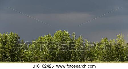 Trees in a field, Northern Alberta, Alberta, Canada View Large Photo Image Stock Photography - Trees in a field, Northern Alberta, Alberta, Canada. Fotosearch