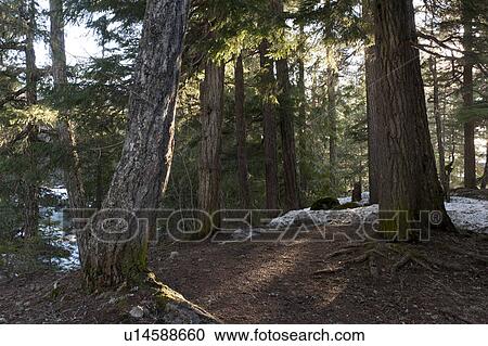 Stock Image - Trees in a forest, British Columbia, Canada. Fotosearch