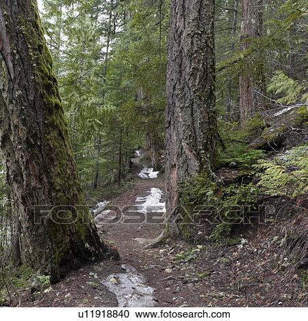 Stock Image - Trees in a forest, Nairn Falls Provincial Park, Whistler, British Columbia, Canada. Fotosearch