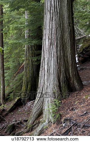 Trees in a forest, Nairn Falls Provincial Park, British Columbia, Canada View Large Photo Image Stock Image - Trees in a forest, Nairn Falls Provincial Park, British Columbia, Canada. Fotosearch